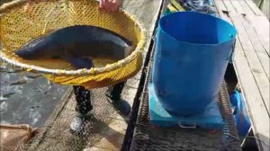 Зарыбление осетром нижнего водоёма 100 кг. Клёвое место, Лосиный остров.