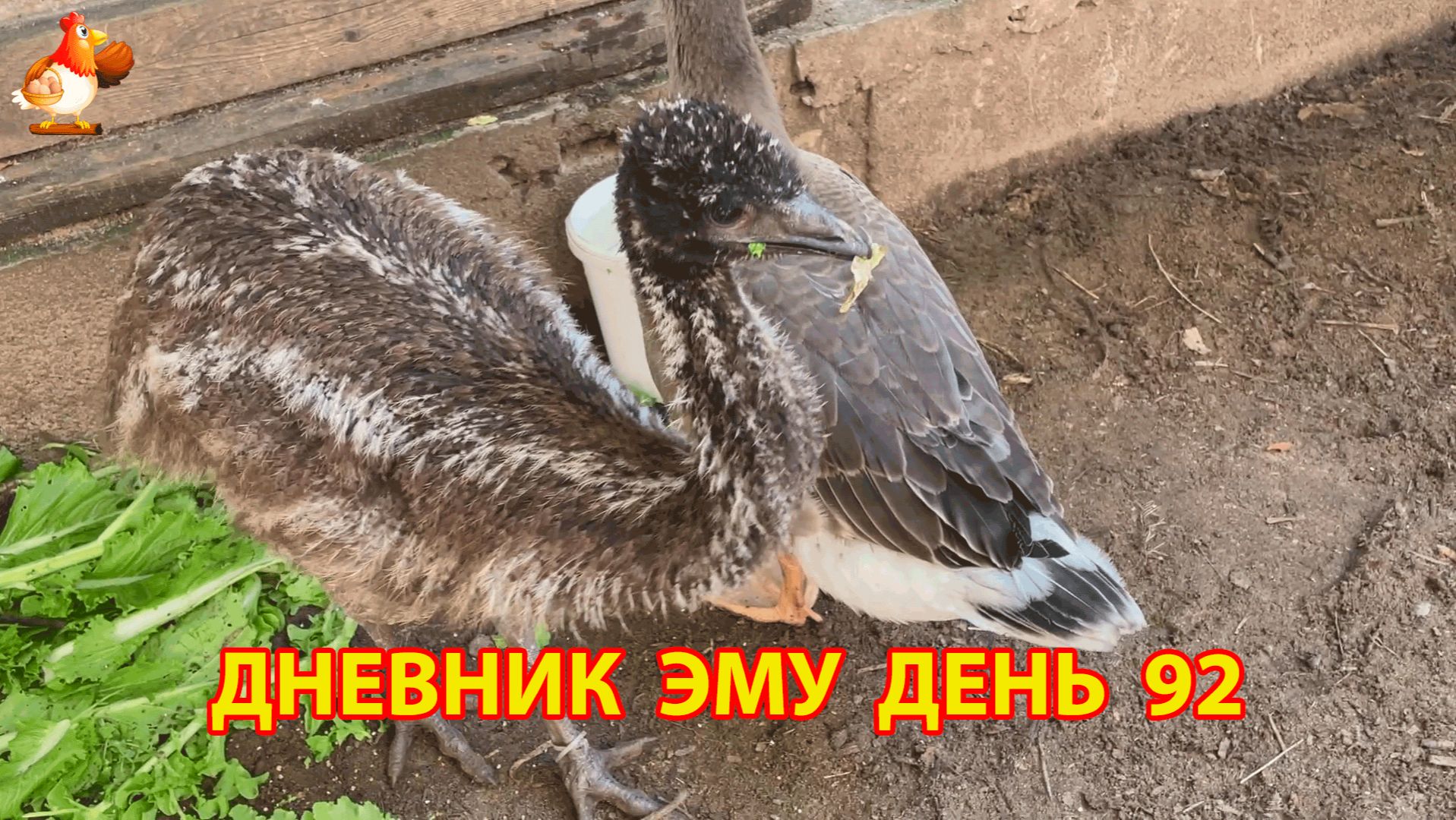 Дневник страусят Эму день 92 смотреть онлайн