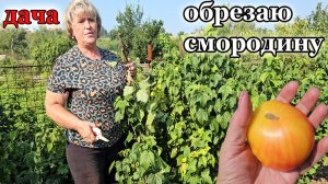Дача.Обрезаю смородину.Начали спеть помидоры