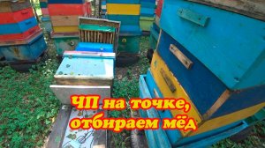 ЧП НА ТОЧКЕ, ОТБИРАЕМ ЗРЕЛЫЙ МЁД.
