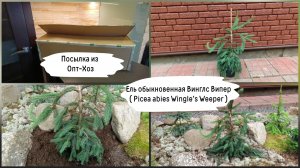 Посылка из Опт-Хоз. Ель обыкновенная Винглс Випер.