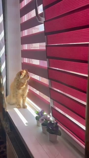 Котик на окошке