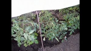 Сказка. Почему у меня на участке нет сорняков.