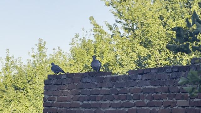 Делаем домашнюю колбасу. Довели до слез на работе.