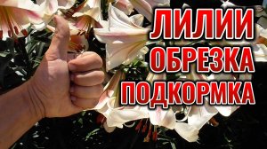 Уход за ЛИЛИЕЙ во время и после цветения: ПОДКОРМКА и ОБРЕЗКА