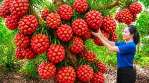 Собрала редкий панданус для продажи. Продаю бобы, заварные яблоки, кокосы и кур. Жизнь во Вьетнаме