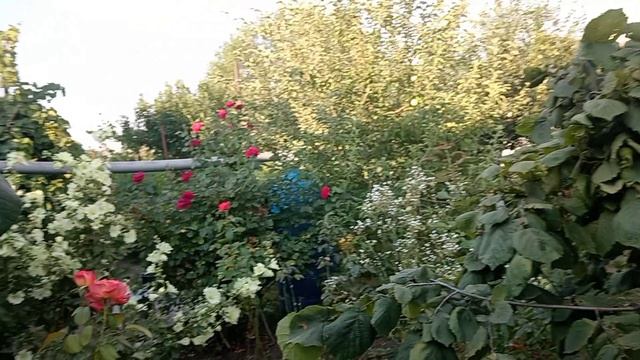 22.07.2026 год. Розы и виноград ранний.