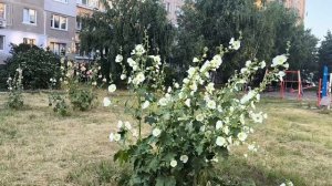 Мальвы выше человеческого роста. Почти до второго этажа.