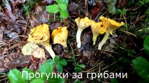 Прогулки за грибами. Собираю лисички не заходя глубоко в лес