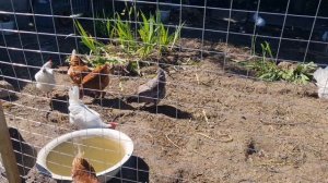 Хозяин взял курочек и небольшой участок рядом с нами!🐔 Ленобласть.🌺