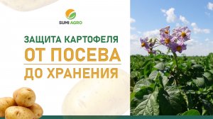 Sumi Agro: как избежать резистентности патогенов на картофеле?