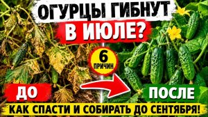 Почему огурцы в июле вдруг перестают плодоносить — и как продлить урожай до самых заморозков