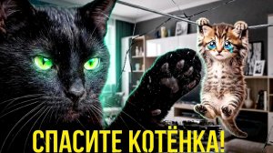 СПАСЕНИЕ МАЛЕНЬКИХ КОТЯТ.  Подряд 5  видео.