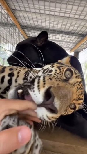Милые большие котики, леопард и пантера #котики #забавные #пантера