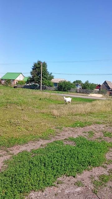 ОМГ козлятушки