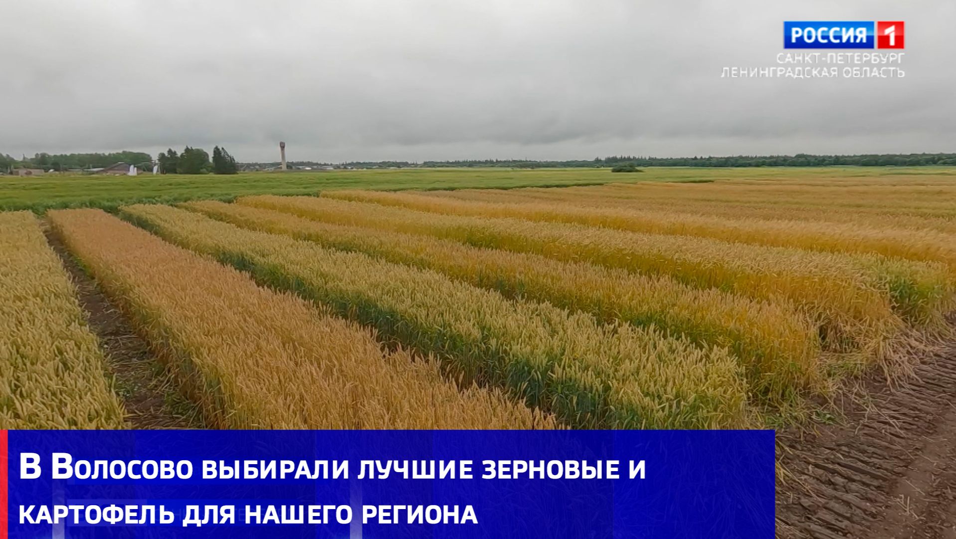 В Волосово выбирали лучшие зерновые и картофель для нашего региона