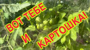 21/7 26 КАРТОФЕЛЬНЫЕ  🍅  РАДУЮТ. ПОЗДНО ПИТЬ БОРЖОМИ. КОГО ЖЖЁТ БАБКА ЁЖКА?