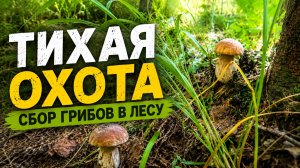 Тихая охота