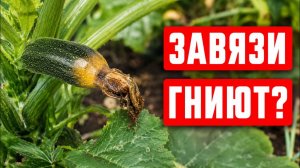 КАБАЧКИ ГНИЮТ НА КУСТУ! 3 причины, почему завязи желтеют и опадают
