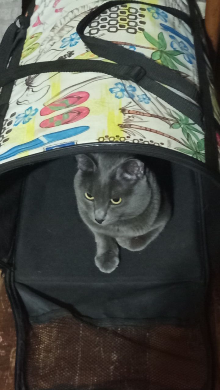 Кот Атос внимательно наблюдает #shorts #котатос #животные #коты #кошачийотдых