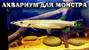 Аквариум для опасной рыбы! Мечерот натворил дел!
