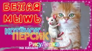 КОТЁНОК ПЕРСИК белая мышь