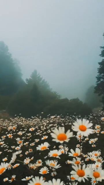 1000006979.mp4