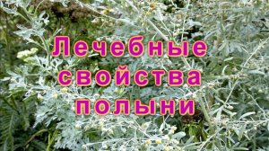 Сила полыни. Магия, очищение и лечебные свойства травы.