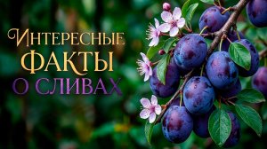 Интересные факты о сливах: скрытые тайны синего плода