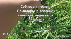 Фитоспарин.Чеснок.Томаты. Гуляем по участку.