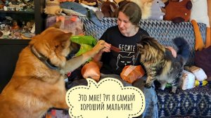 Распаковка посылки из Минска с Псом Кубиком, кошкой Морошкой и Треугольным котом. Все очень помогали