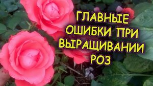 Об этом важно знать, если только  посадили розы.