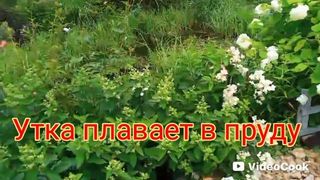 Чеснок убрали смотреть онлайн