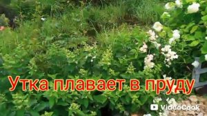 Чеснок убрали