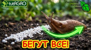 СЛИЗНИ, УЛИТКИ, МУРАВЬИ И ДАЖЕ БЕЛОКРЫЛКА УБЕГУТ С ВАШЕГО ОГОРОДА! Лучше любой химии, соседи в шоке!