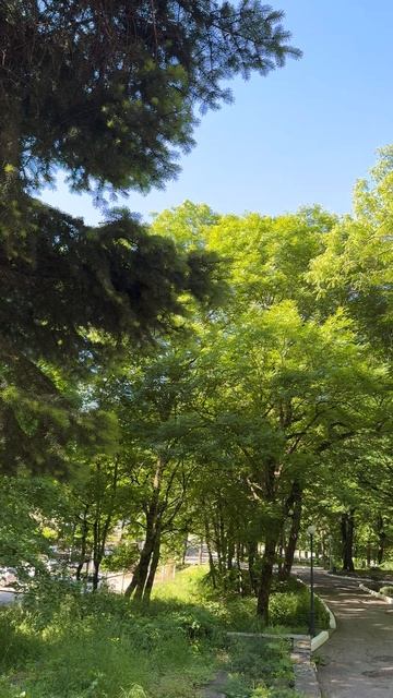 Окунитесь в лесную сказку🌿