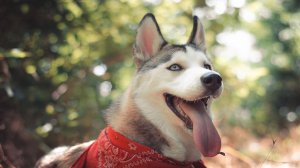 ГОЛУБКИ ВОРКУЮТ В КЛЕТКЕ‼️ ЛЮБОВЬ НА ТРОИХ👍 КТО ЛИШНИЙ⚡