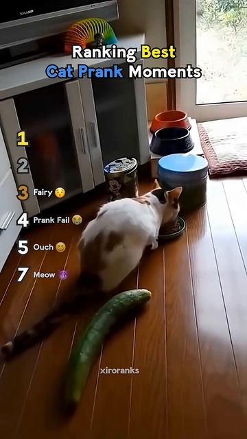 Ranking Best Cat Prank Moments(1) смотреть онлайн