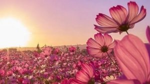 24-07-2026. Жизнь в деревне 🏡 как она есть.