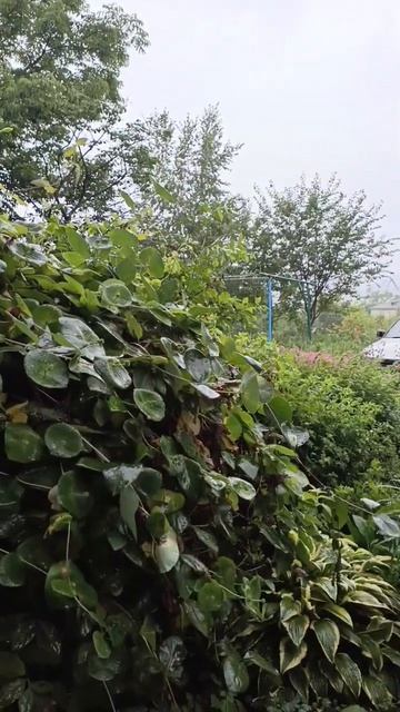 плачет дождик , 21.07.26 смотреть онлайн