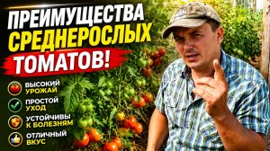 БОЛЬШИЕ ПРЕИМУЩЕСТВА СРЕДНЕРОСЛЫХ ТОМАТОВ!