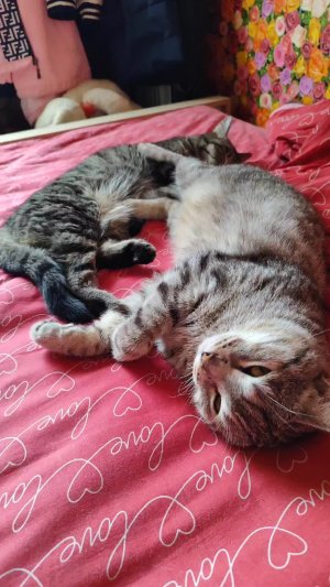 обычный день котиков
