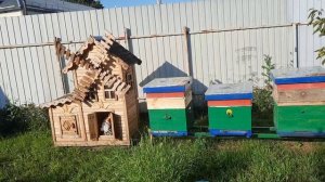 что происходит на пасеке.есть и плюсы и минусы.