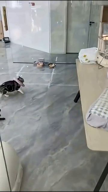 Сейчас мы всё поищем😹 #funnycat смотреть онлайн