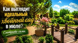 Как выглядит идеальный хвойный сад в июле? Смотрите сами