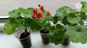 Обрезка Пеларгонии, укоренение черенков Пеларгонии ☘️🥀☘️