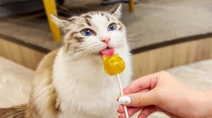 Посещение замечательного японского кошачьего кафе🐈❤️