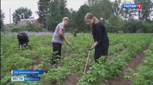 Пришкольные огороды в Костромской области становятся настоящими подсобными хозяйствами