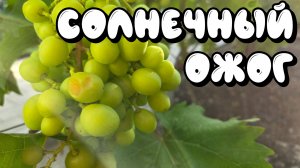 СОЛНЕЧНЫЙ ОЖОГ ВИНОГРАДА. Варианты защиты.