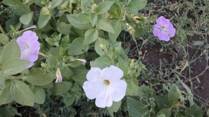 Июль.Жара.Цветы.🌺🌺🌺